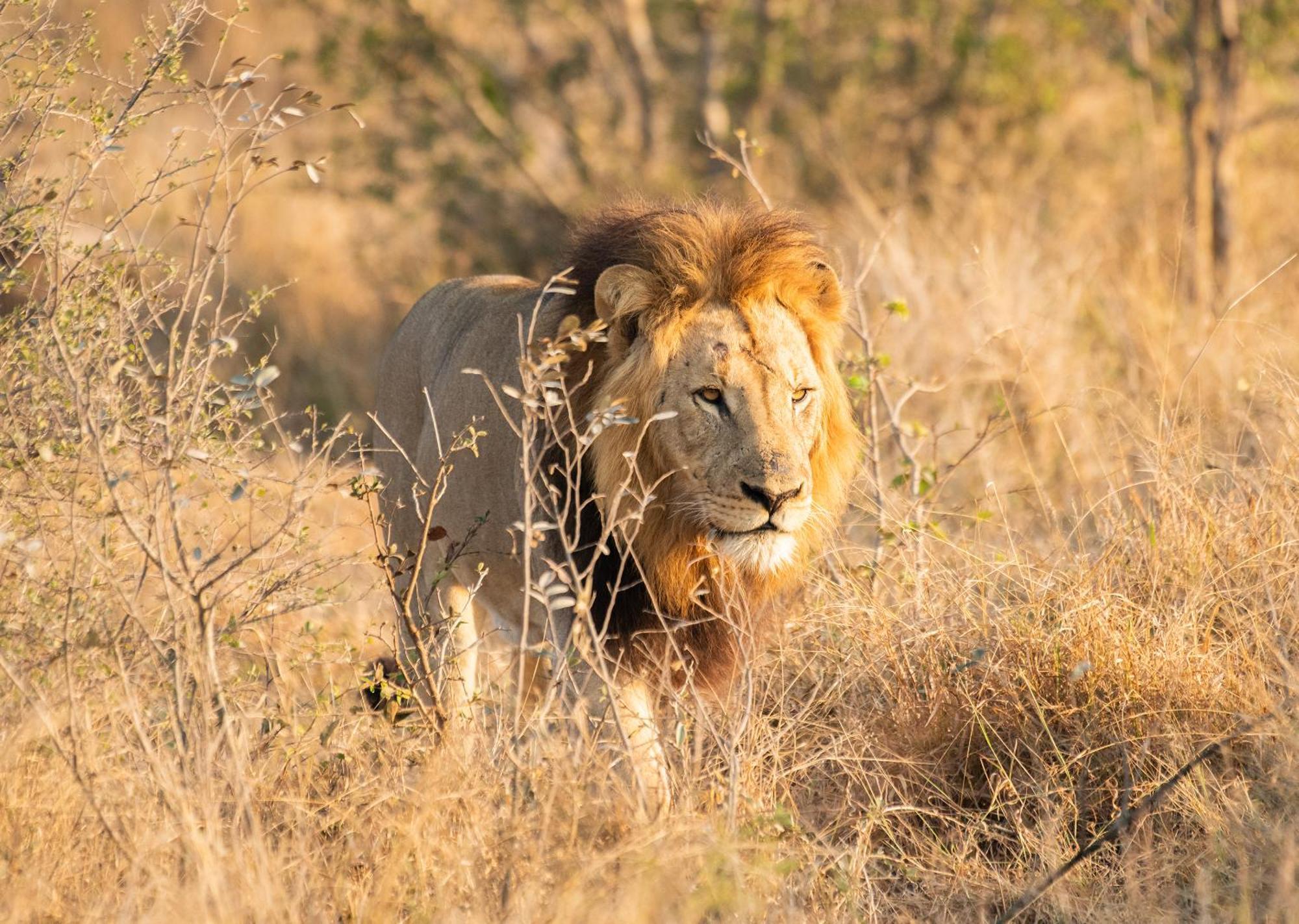 Mjejane Bush Camp By Dream Resorts Hectorspruit Esterno foto