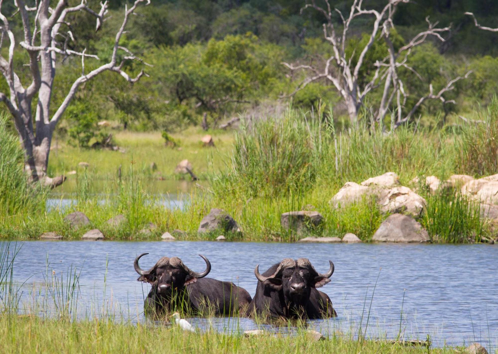 Mjejane Bush Camp By Dream Resorts Hectorspruit Esterno foto