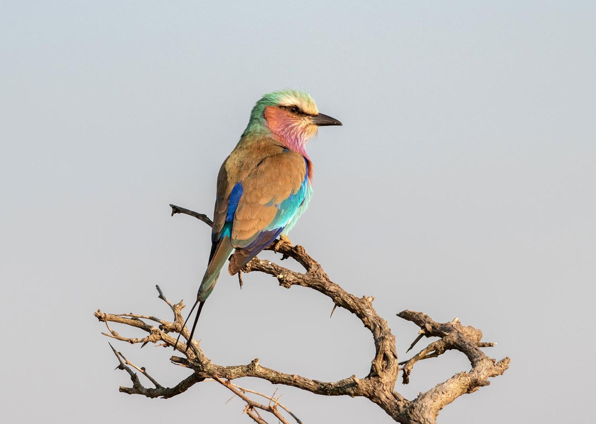 Mjejane Bush Camp By Dream Resorts Hectorspruit Esterno foto