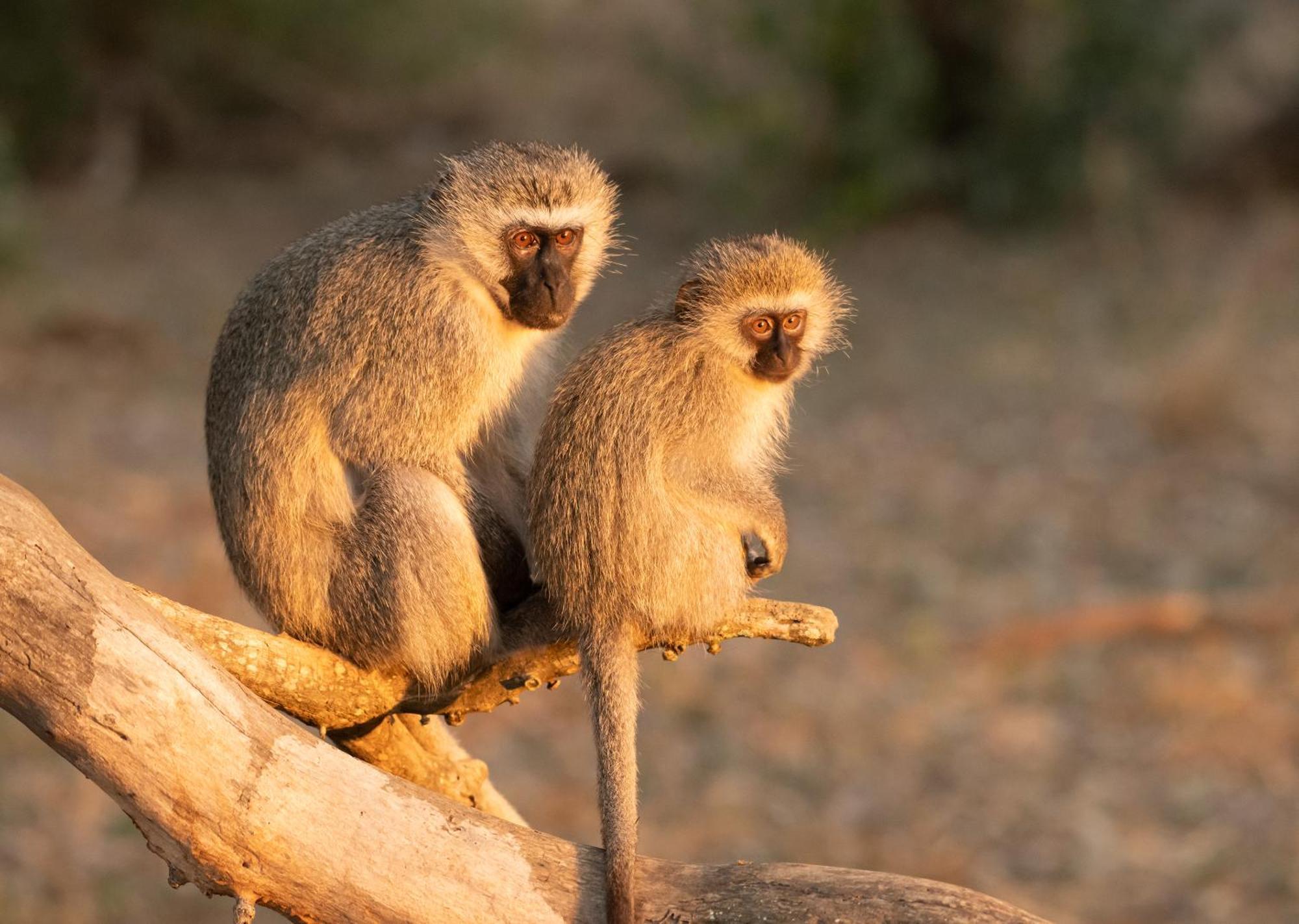 Mjejane Bush Camp By Dream Resorts Hectorspruit Esterno foto