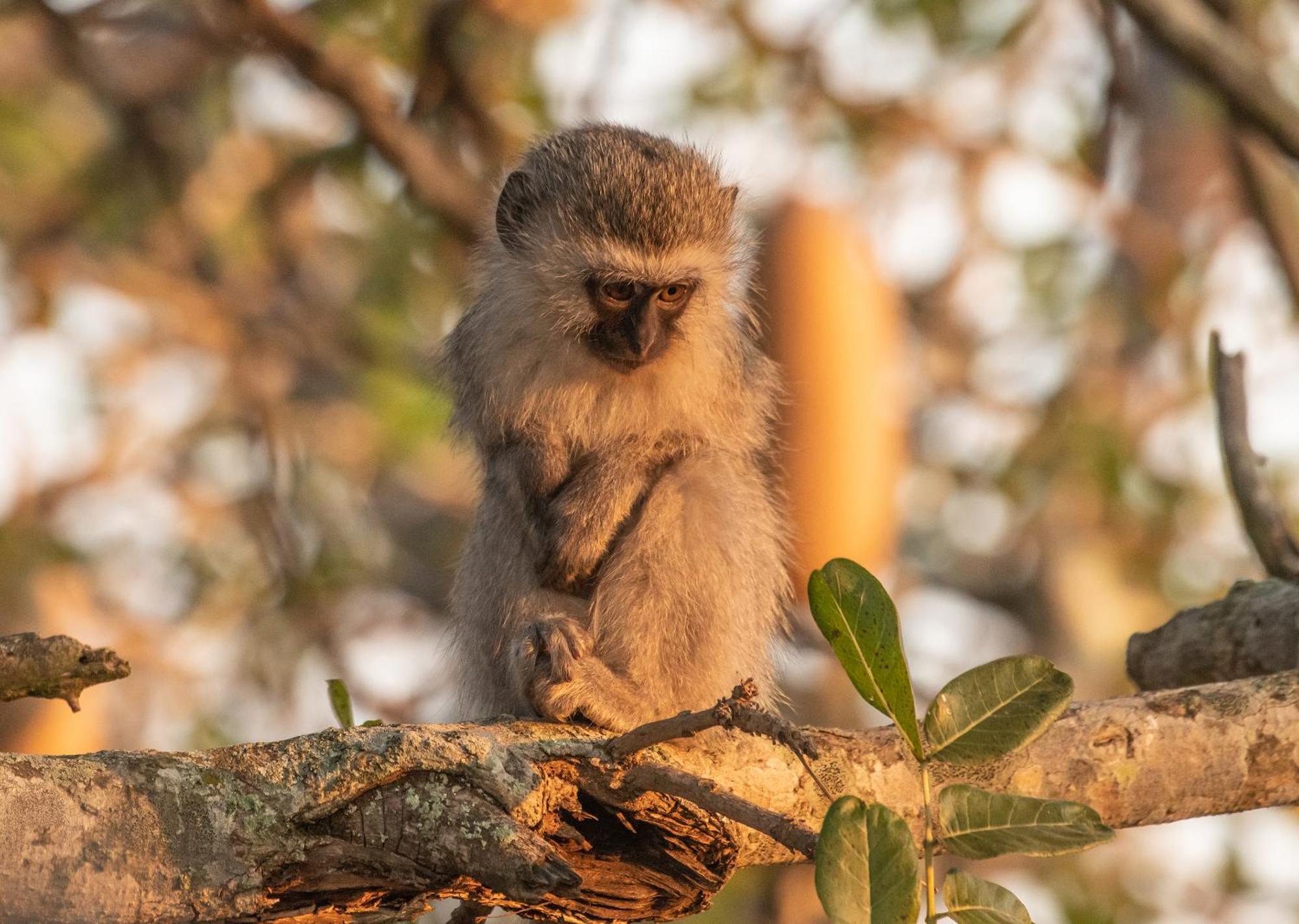 Mjejane Bush Camp By Dream Resorts Hectorspruit Esterno foto