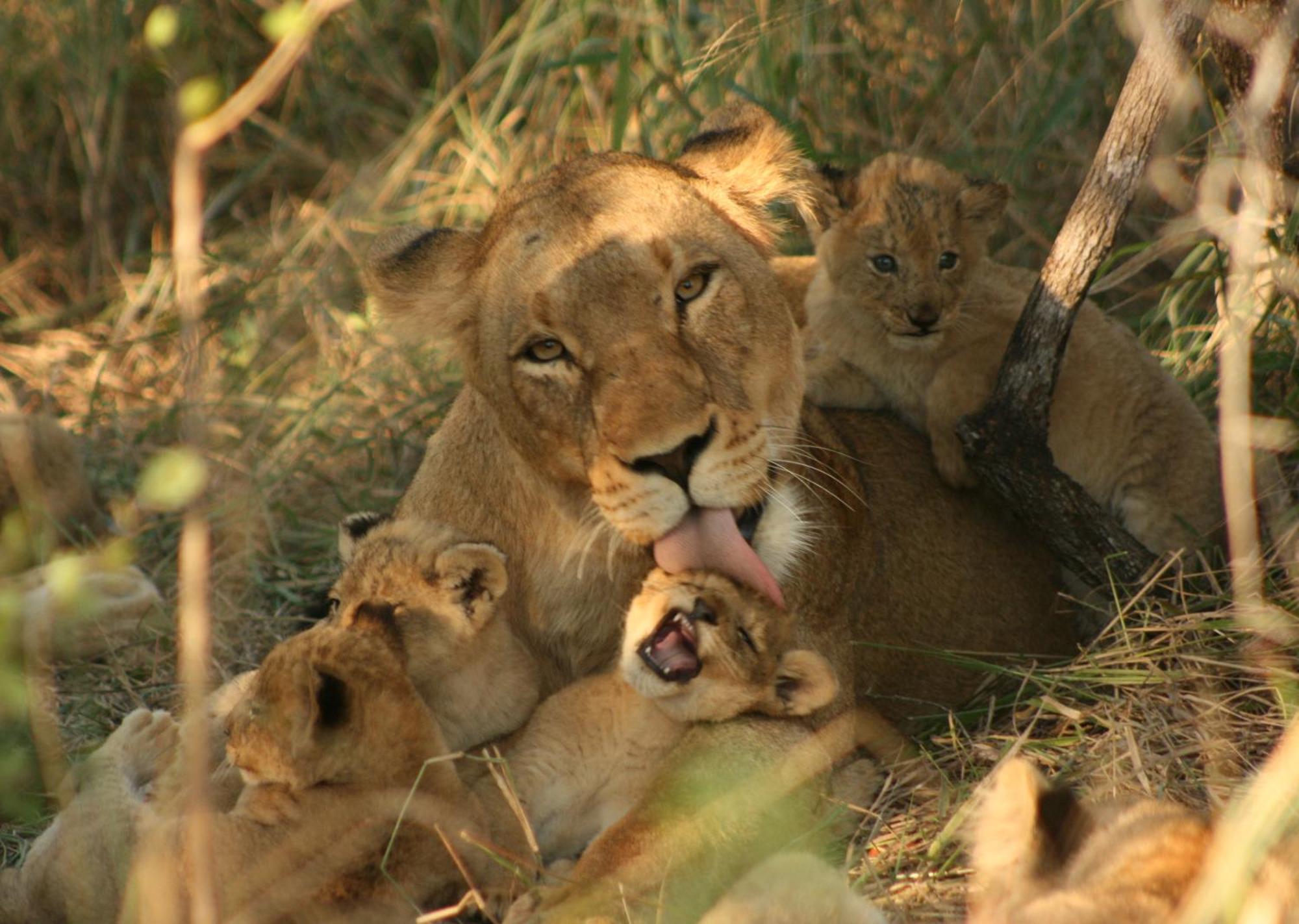 Mjejane Bush Camp By Dream Resorts Hectorspruit Esterno foto