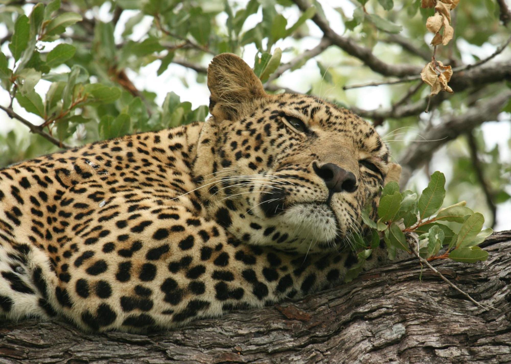 Mjejane Bush Camp By Dream Resorts Hectorspruit Esterno foto
