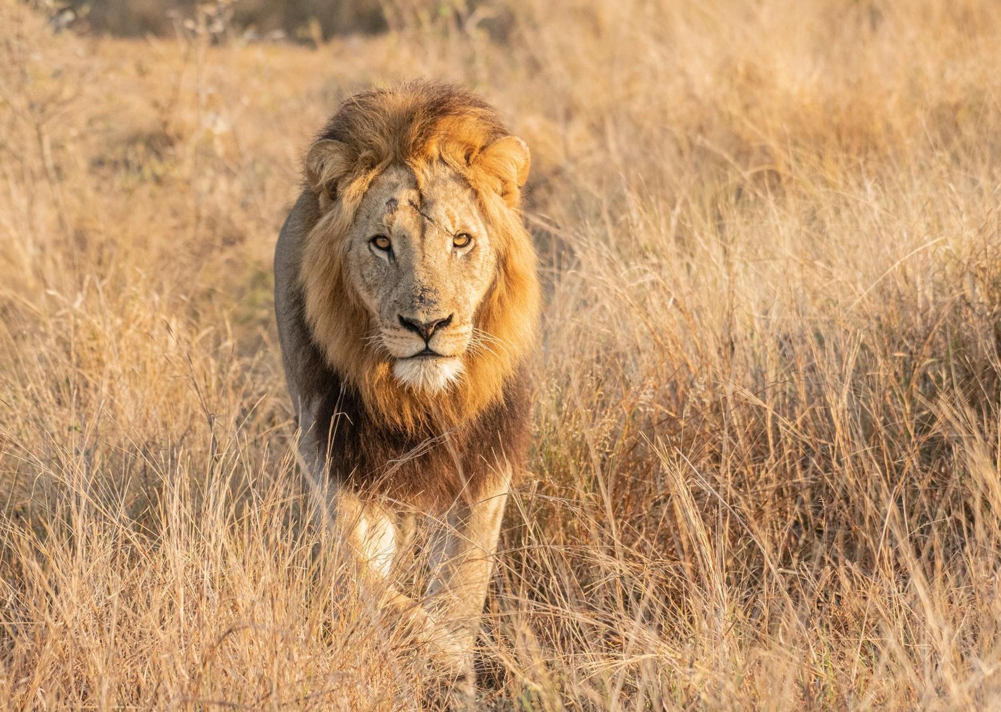 Mjejane Bush Camp By Dream Resorts Hectorspruit Esterno foto