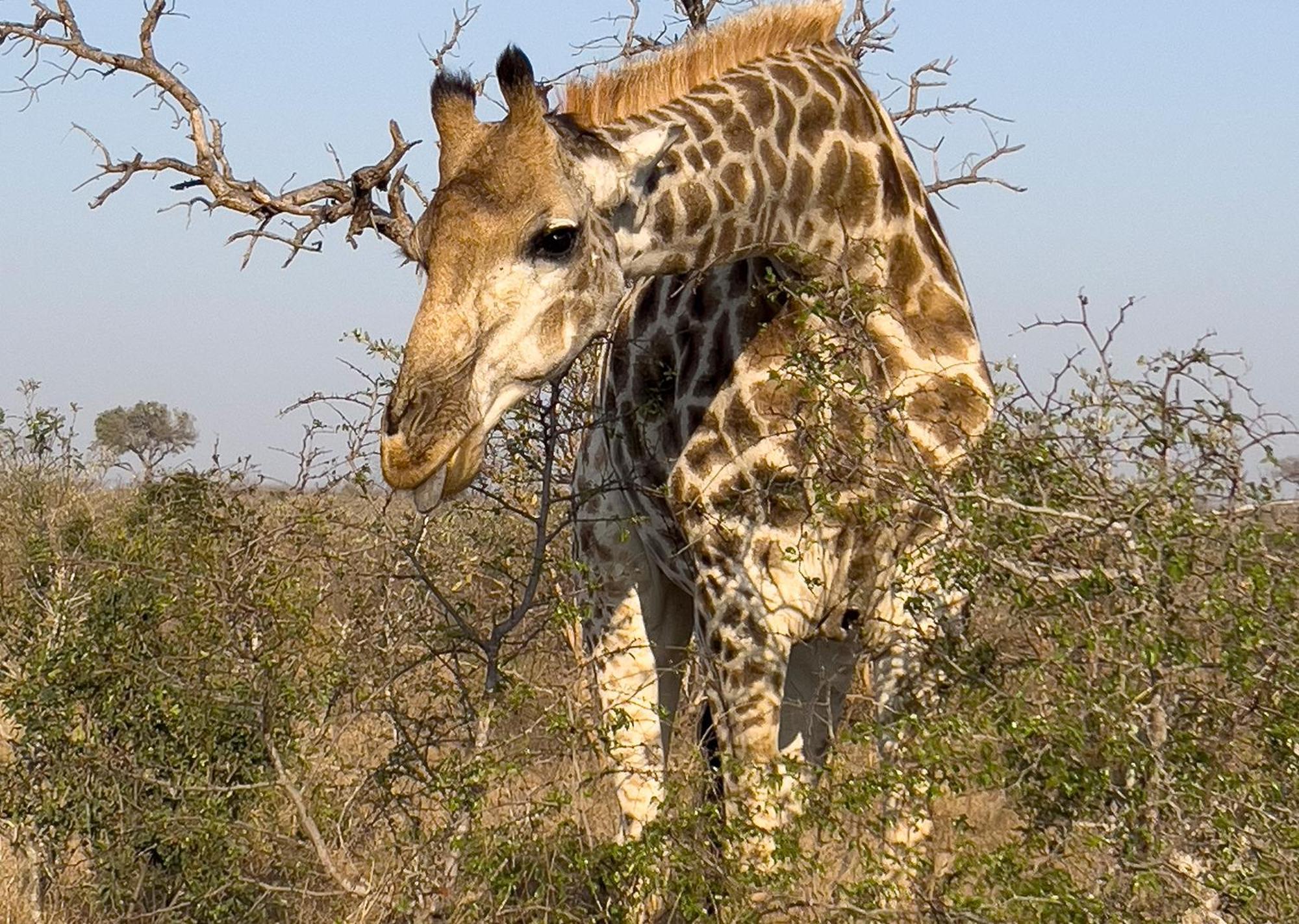 Mjejane Bush Camp By Dream Resorts Hectorspruit Esterno foto