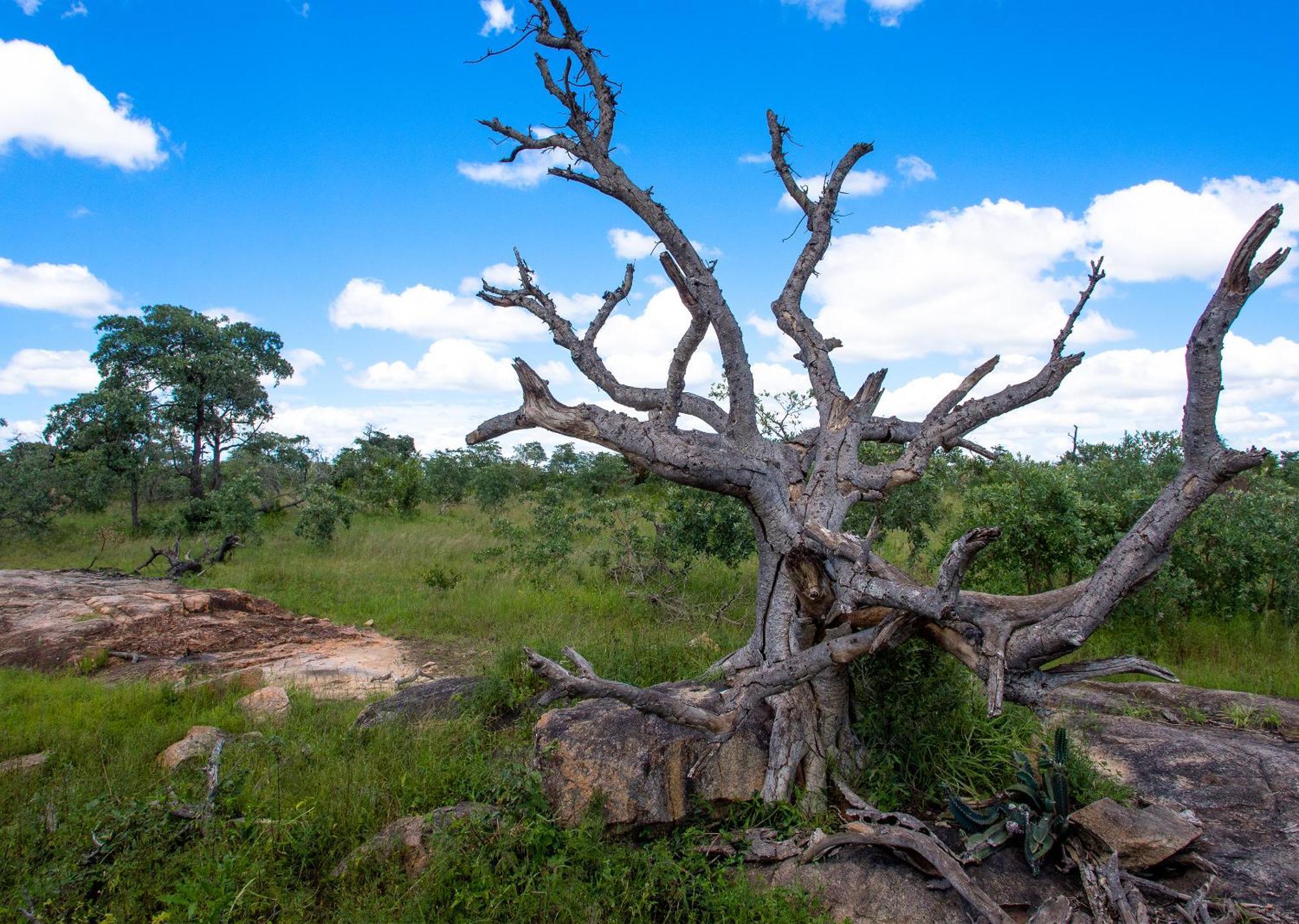Mjejane Bush Camp By Dream Resorts Hectorspruit Esterno foto